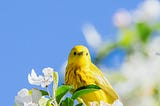 Bird and flowers