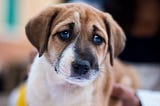 Brown, black and white puppy with a sad but hopeful expression on his face