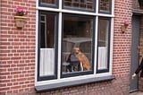 A dog sitting in a large window in a red-brick house, as seen from outside.