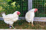 Two white chickens with bright red head combs stand behind a wire mesh fence.