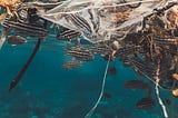 Plastic waste in the water surrounded by small black and white striped fish