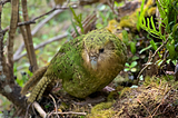 Inside New Zealand’s High-Tech Plan to Save the Heaviest Parrot in the World
