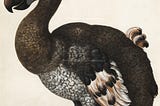 Was the Dodo Bird Really a Dodo?