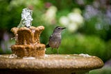 A bird bath, and a bird