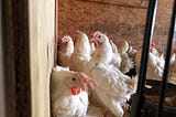 The Chickens Saved From Coronavirus Culling