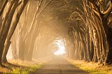 Foggy path through tunnel of trees