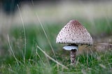 A single mushroom with a brown cap outside in a field. The grass in the background is blurry.