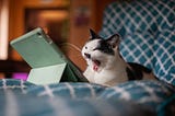 A cat lying down in front of a tablet screen and yawning.