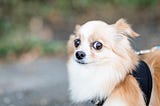 5 Enrichment Strategies to Help Calm an Anxious Dog