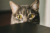 A cat looking over the edge of a table. Only its ears and eyes are visible.