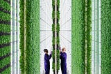 Indoor Vertical Farms Are the (Very Expensive) Future of Food