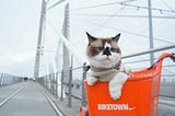 Henry the Cat