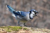 A photo of a blue jay calling.