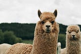 #15 Protect your Data by Running LLMs Locally with Ollama