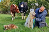 The Dairy Cows Who Turned a Farm Into a Haven