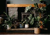 How To Help Your Houseplants Thrive in Winter