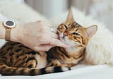 The Purr-fect Explanation: Decoding Common Cat Behaviors