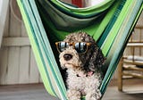 Chill Out Treats for Dogs