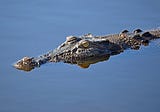 Frozen Alligator: The Coolest Reptile in North Carolina!