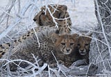 How Wildlife Safaris Are Threatening the Survival of Cheetahs.