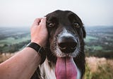 Is the dog a decoration? 5 worst traits of people who keep dogs as accessories
