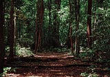 Becoming a nature poet in New Zealand