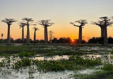 Magical Sunset Safari: Chasing Giant Baobabs in Madagascar