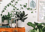 5 Easy Plants That Will Purify Your Home’s Air