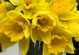 Wordless Wednesday/ Flower of the Day: Daffodils