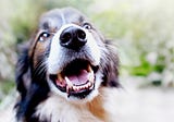 How Often Should You Brush Your Dog’s Teeth — The Canine Compendium