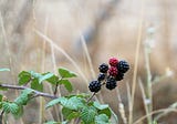 The Ineffable Taste of Unwashed Blackberries