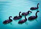 Of Black Swans and Contingency Plans