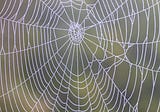 “Fiction Is Like a Spider’s Web”