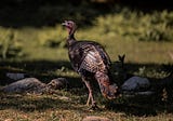 This Wild Turkey Got My Attention