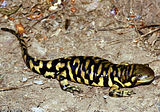 Hybrid Super-Barred Tiger Salamander