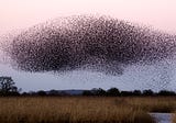 What is Swarm Intelligence and How it works?