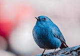 Here it is: Redstart in the garden