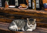 Exploring the Impact of Essential Oils on Cats: What are the Safe and Effective Aromas for Your…