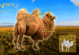 The New Hot Startups Will Be Camels, Not Unicorns