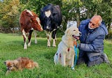 The Dairy Cows Who Turned a Farm Into a Haven