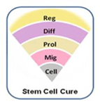 Stem Cell Cure