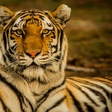 A Tiger in Flight