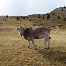 Are You Doing Product Management or Bullshit Management?