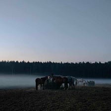 Here it is: Summer in the stable