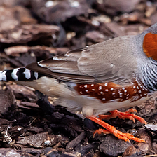 Australian Zebra Finches and Human Speech Disorder