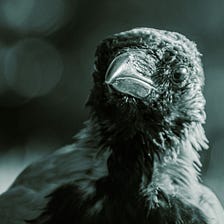 The Freezing Crow