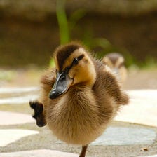 The Feathered Pedestrians Are Getting Out of Control