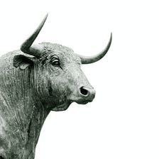 Bull Season Is 2024 or 2025?