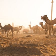 17 Camels and 3 Sons Short Story