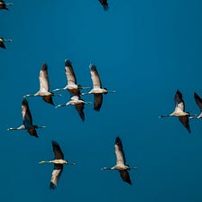 Cranes in the winter